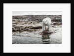Polar Bear on Harbour Islands, Hudson Bay, Nunavut, Canada by Anonymous