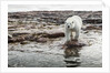 Polar Bear on Harbour Islands, Hudson Bay, Nunavut, Canada by Anonymous
