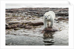 Polar Bear on Harbour Islands, Hudson Bay, Nunavut, Canada by Anonymous