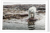 Polar Bear on Harbour Islands, Hudson Bay, Nunavut, Canada by Anonymous