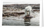 Polar Bear on Harbour Islands, Hudson Bay, Nunavut, Canada by Anonymous