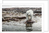 Polar Bear on Harbour Islands, Hudson Bay, Nunavut, Canada by Anonymous