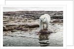 Polar Bear on Harbour Islands, Hudson Bay, Nunavut, Canada by Anonymous