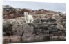 Polar Bear on Harbour Islands, Hudson Bay, Nunavut, Canada by Anonymous