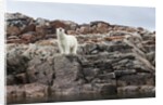 Polar Bear on Harbour Islands, Hudson Bay, Nunavut, Canada by Anonymous