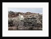 Polar Bear on Harbour Islands, Hudson Bay, Nunavut, Canada by Anonymous