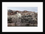 Polar Bear on Harbour Islands, Hudson Bay, Nunavut, Canada by Anonymous