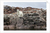 Polar Bear on Harbour Islands, Hudson Bay, Nunavut, Canada by Anonymous