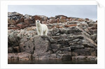 Polar Bear on Harbour Islands, Hudson Bay, Nunavut, Canada by Anonymous