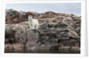 Polar Bear on Harbour Islands, Hudson Bay, Nunavut, Canada by Anonymous