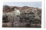 Polar Bear on Harbour Islands, Hudson Bay, Nunavut, Canada by Anonymous