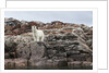 Polar Bear on Harbour Islands, Hudson Bay, Nunavut, Canada by Anonymous