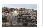Polar Bear on Harbour Islands, Hudson Bay, Nunavut, Canada by Anonymous