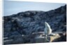 Polar Bear on Harbour Islands, Hudson Bay, Nunavut, Canada by Anonymous
