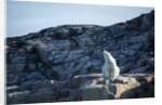 Polar Bear on Harbour Islands, Hudson Bay, Nunavut, Canada by Anonymous