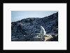 Polar Bear on Harbour Islands, Hudson Bay, Nunavut, Canada by Anonymous