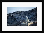Polar Bear on Harbour Islands, Hudson Bay, Nunavut, Canada by Anonymous