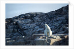 Polar Bear on Harbour Islands, Hudson Bay, Nunavut, Canada by Anonymous
