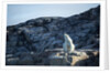Polar Bear on Harbour Islands, Hudson Bay, Nunavut, Canada by Anonymous