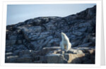 Polar Bear on Harbour Islands, Hudson Bay, Nunavut, Canada by Anonymous