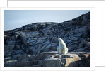 Polar Bear on Harbour Islands, Hudson Bay, Nunavut, Canada by Anonymous