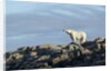 Polar Bear on Harbour Islands, Hudson Bay, Nunavut, Canada by Anonymous