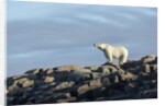 Polar Bear on Harbour Islands, Hudson Bay, Nunavut, Canada by Anonymous