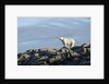 Polar Bear on Harbour Islands, Hudson Bay, Nunavut, Canada by Anonymous