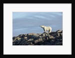 Polar Bear on Harbour Islands, Hudson Bay, Nunavut, Canada by Anonymous