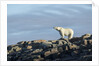 Polar Bear on Harbour Islands, Hudson Bay, Nunavut, Canada by Anonymous