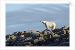 Polar Bear on Harbour Islands, Hudson Bay, Nunavut, Canada by Anonymous