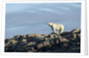 Polar Bear on Harbour Islands, Hudson Bay, Nunavut, Canada by Anonymous