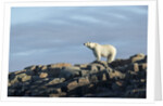 Polar Bear on Harbour Islands, Hudson Bay, Nunavut, Canada by Anonymous