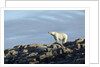 Polar Bear on Harbour Islands, Hudson Bay, Nunavut, Canada by Anonymous
