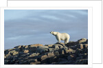 Polar Bear on Harbour Islands, Hudson Bay, Nunavut, Canada by Anonymous