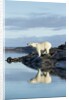 Polar Bear on Harbour Islands, Hudson Bay, Nunavut, Canada by Anonymous