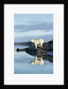 Polar Bear on Harbour Islands, Hudson Bay, Nunavut, Canada by Anonymous