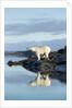 Polar Bear on Harbour Islands, Hudson Bay, Nunavut, Canada by Anonymous