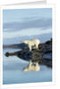 Polar Bear on Harbour Islands, Hudson Bay, Nunavut, Canada by Anonymous