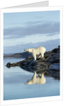 Polar Bear on Harbour Islands, Hudson Bay, Nunavut, Canada by Anonymous