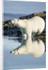 Polar Bear on Harbour Islands, Hudson Bay, Nunavut, Canada by Anonymous