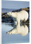 Polar Bear on Harbour Islands, Hudson Bay, Nunavut, Canada by Anonymous