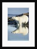 Polar Bear on Harbour Islands, Hudson Bay, Nunavut, Canada by Anonymous