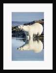 Polar Bear on Harbour Islands, Hudson Bay, Nunavut, Canada by Anonymous