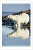 Polar Bear on Harbour Islands, Hudson Bay, Nunavut, Canada by Anonymous