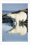 Polar Bear on Harbour Islands, Hudson Bay, Nunavut, Canada by Anonymous