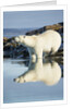 Polar Bear on Harbour Islands, Hudson Bay, Nunavut, Canada by Anonymous