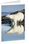 Polar Bear on Harbour Islands, Hudson Bay, Nunavut, Canada by Anonymous