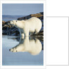 Polar Bear on Harbour Islands, Hudson Bay, Nunavut, Canada by Anonymous