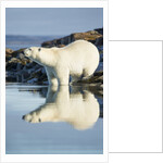 Polar Bear on Harbour Islands, Hudson Bay, Nunavut, Canada by Anonymous
